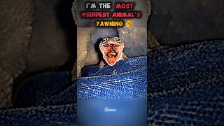 Animal weirdest yawning 🥱 moments #trollface #troll #edit