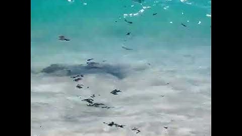 CASI ME MORFA LA CH0T4!! #elbananero #tiburon #playa #sapee