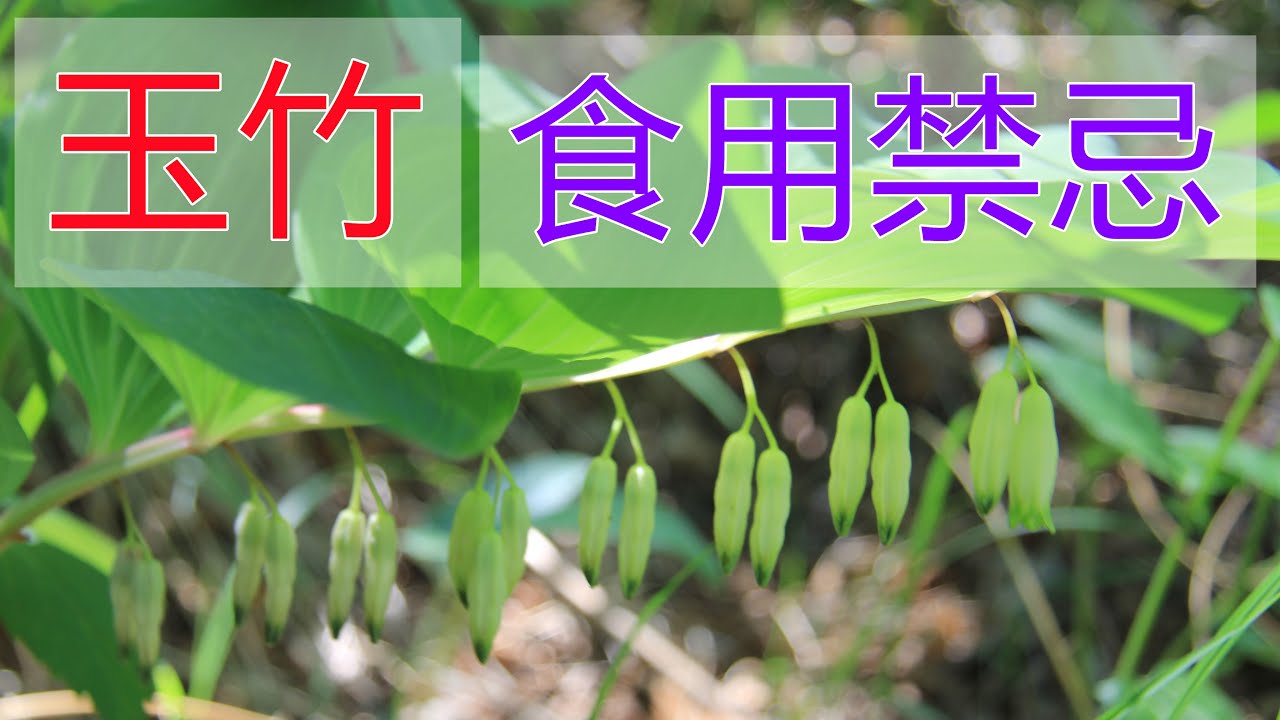 玉竹的功效和作用,玉竹食用禁忌 - YouTube