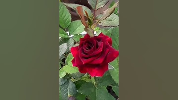 dark red rose😍