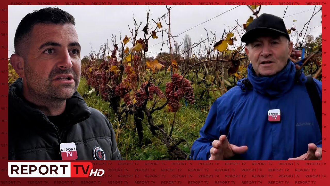 Kurdaria, fshati me vreshta në Klos! Agroturizmi dhe rrushi që sjell 500 kuintal në vit| Veri Jug