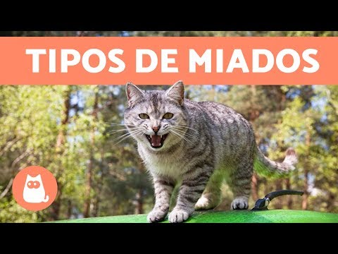 Vídeo: Por que meu gato… mascara que está com dor?