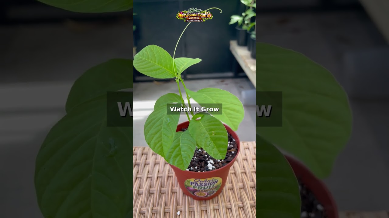 Growing Giant Granadilla | Episode 1 – Meet the Plant