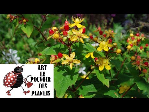 Vidéo: Cutting Back St. John's Wort - Comment tailler un arbuste de millepertuis