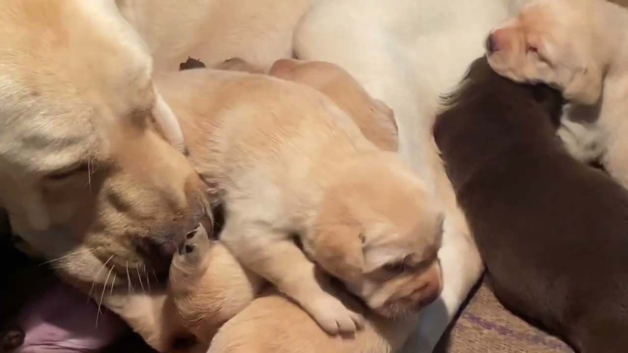 Best Labrador Pups in Bhopal Heavybone ||9109086115|| 