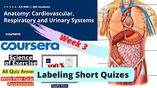 Coursera Anatomy Specialization 2nd Course Week 3 Short Quizes Answers  || Respiratory anatomy