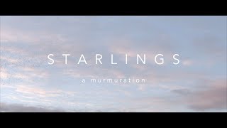 Starlings - hypnotic murmuration
