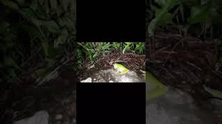 White Lipped Tree Frog Croaking