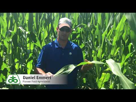 Video: Kas ir kukurūzas brūnais plankums: uzziniet par fizodermijas brūno plankumu kontroli