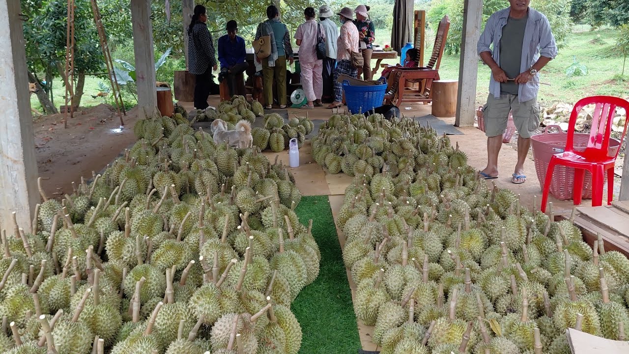 ភ្ញៀវមកលេងកំសាន្តនៅ ចម្ការទុរេន លោកពូ អ៊ុក សាមឿន