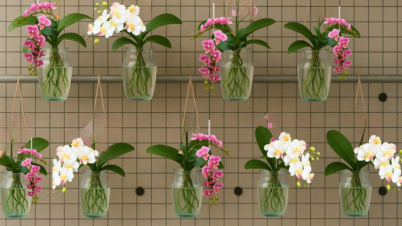 How to grow 'hanging' orchids without soil but the roots still grow all year round