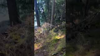 mm forest