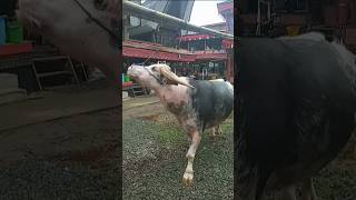 This Is A Large Striped Buffalo Saleko