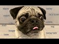 Names i call my pug