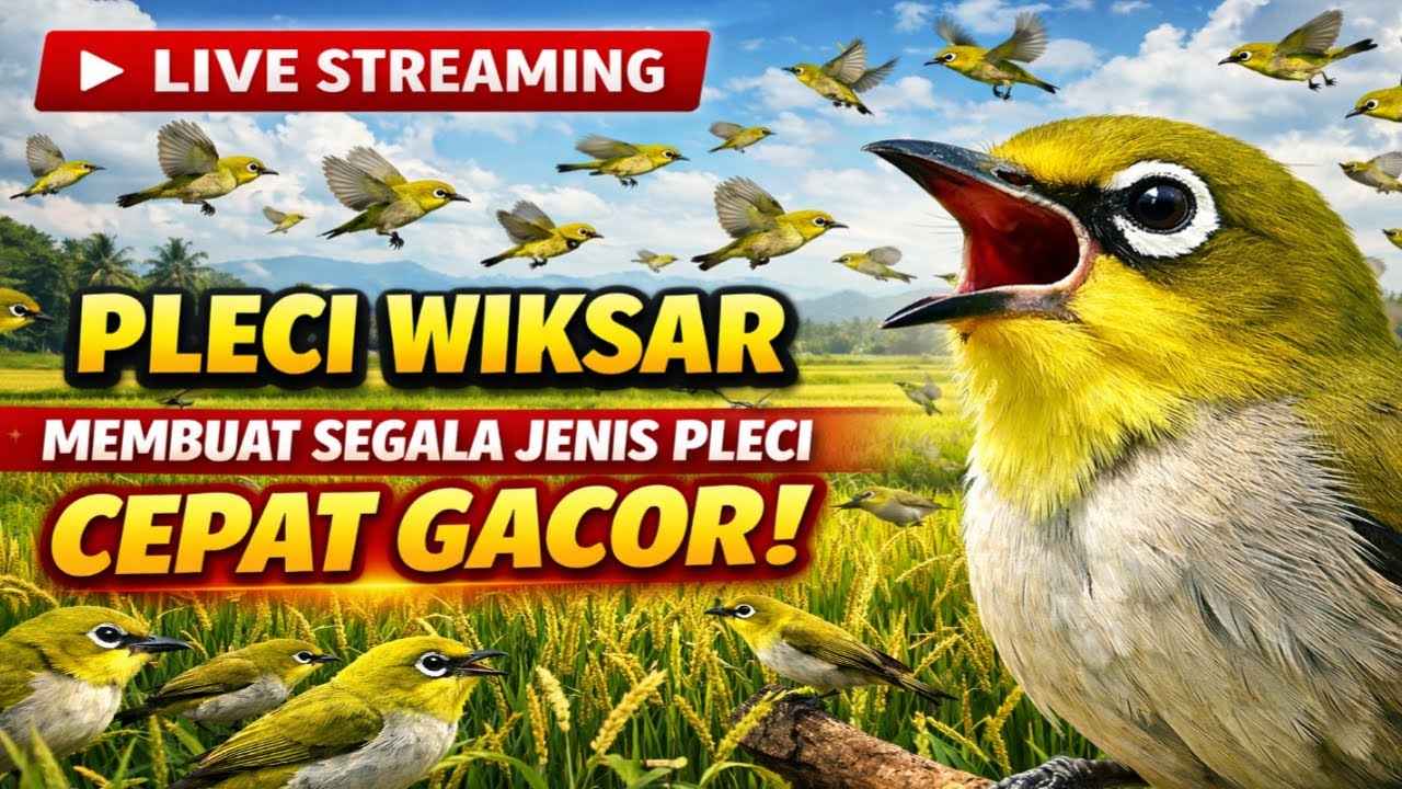 LIVE 🔴 Suara Pleci Gacor Wiksar Pemicu Emosi | Pancingan Pleci Buka Paruh & Ngerol Panjang