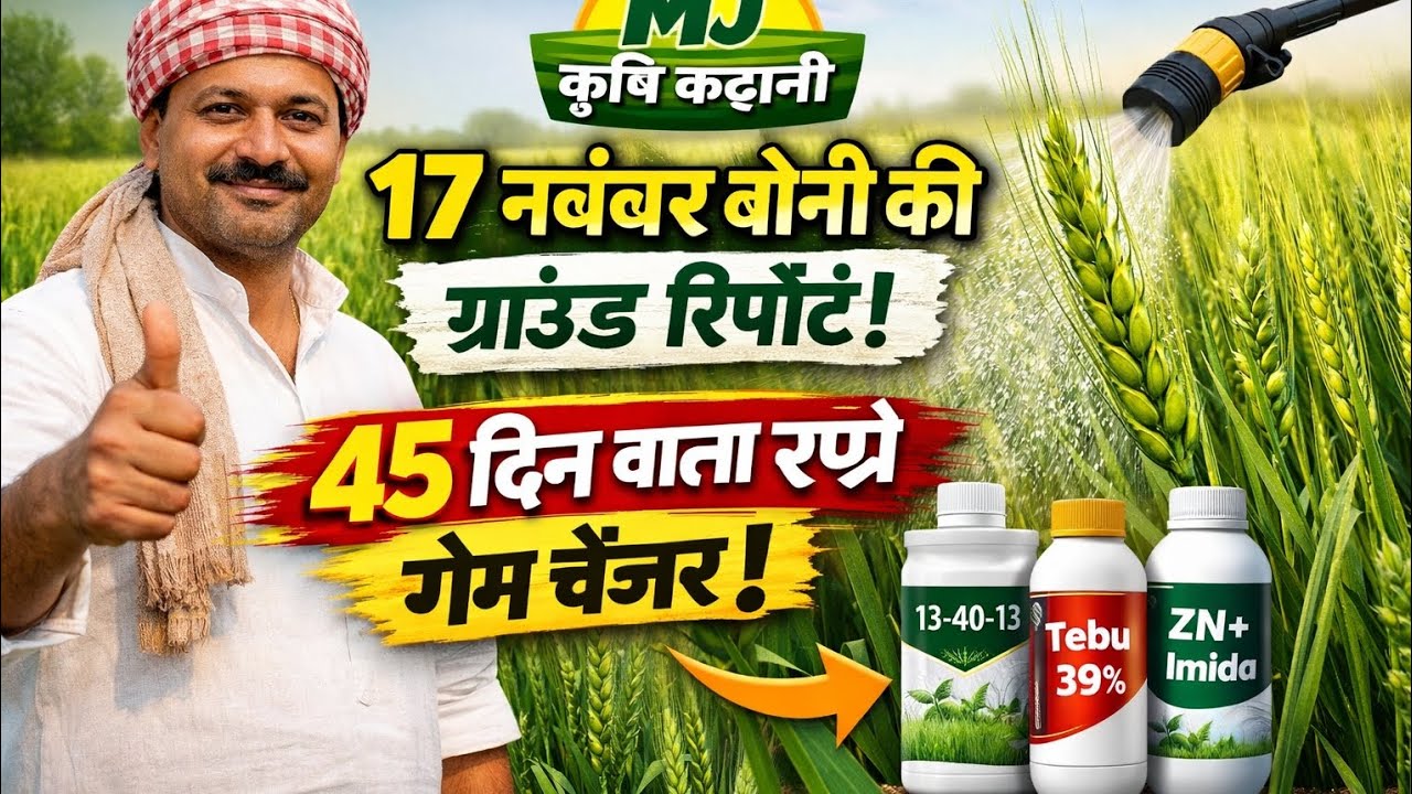 गेहूं 40–50 दिन पर सबसे जरूरी स्प्रे! | 13-40-13 + Teb 39% का असली असर