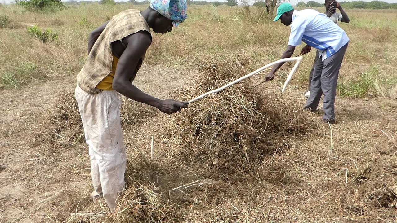 落花生の脱穀 In Senegal アフリカに 思いやり