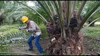 Proceso de corte y recolección de fruto de palma de aceite