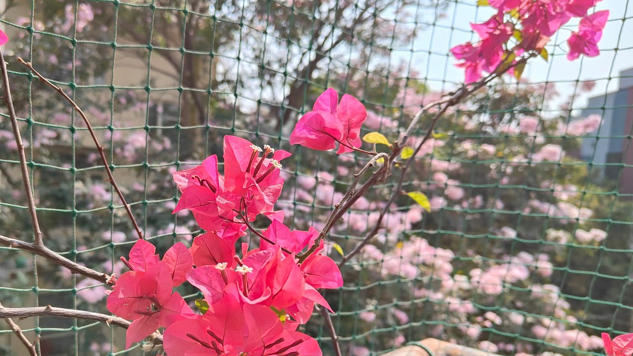 Pleasant Spring View Live by Flowers by Satya 🌸