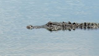 Florida Everglades Restoration