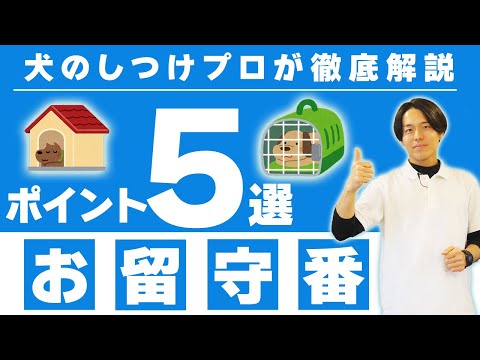 犬お留守番】長時間のお留守番のさせ方5選とお留守番の考え方【しつけ