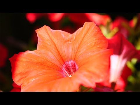 Video: Über wilde Petunien - Informationen zum Anbau von Ruellia-Blumen