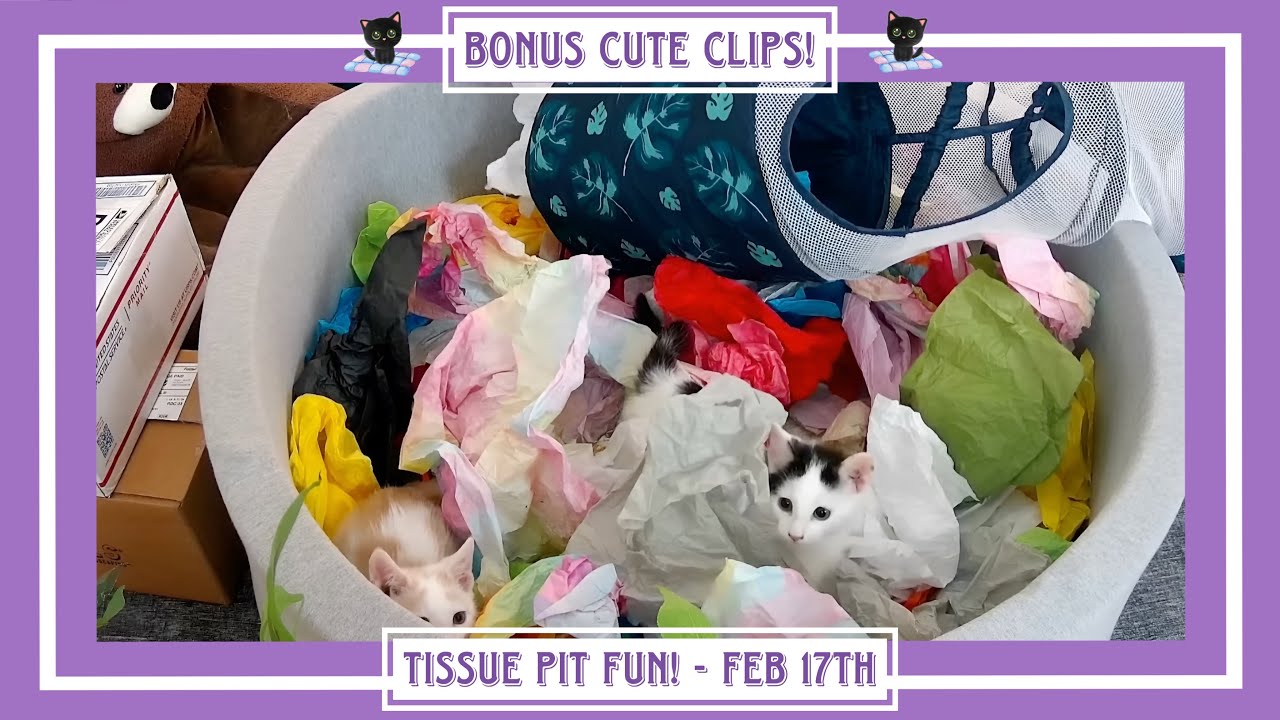Tissue Pit Fun - Feb 17th - Bonus Cute Clips!