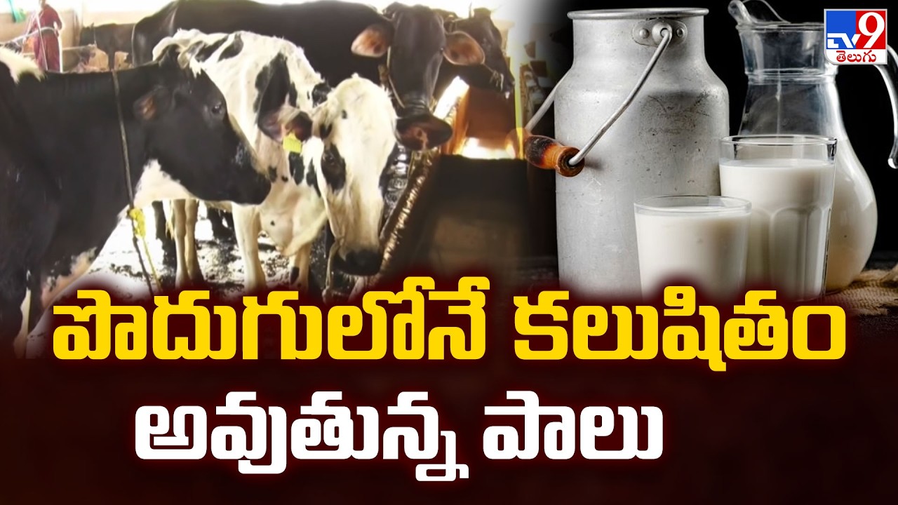 Milk adulteration | పొదుగులోనే కలుషితం అవుతున్న పాలు - TV9