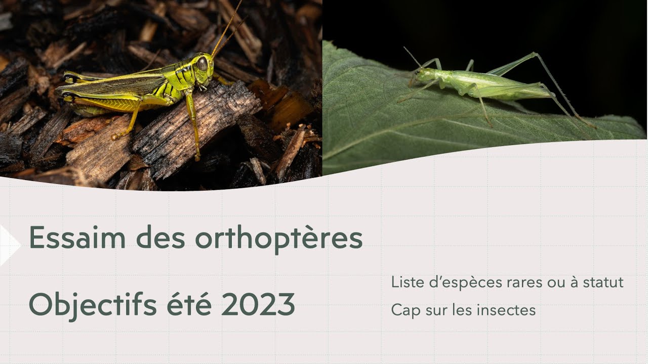 Essaim des orthoptères - Séance 1