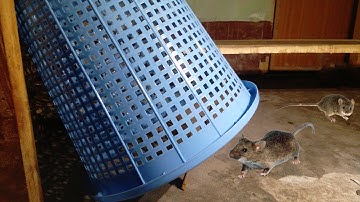 Mouse Trap At Home - Mouse Trap Easy To Make