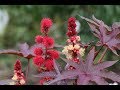 Botanical description of Ricinus communis | Botany (Tamil)