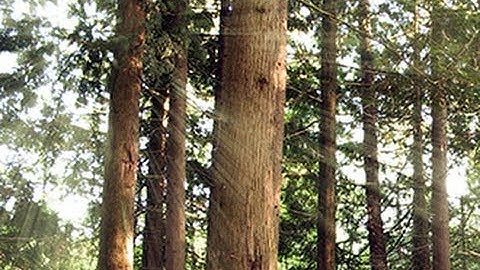 Photoshop Tutorial: Forest SUNBEAMS! How to make them filter through trees