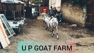 Best Heavy Goats || U P GOAT FARM || Lucknow || PH : +91 9919192901