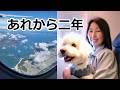 シニア犬を連れてカリフォルニアから日本に移住した私の反省と後悔