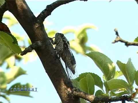 Видео: Какие цикады шумят?