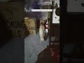 Metro Manila Shake Drill (2015-2019)