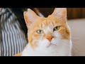 元野良猫チャチャくんに会いに行ってきました!【元野良猫チャチャとR me】