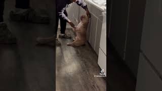 This dog really put his hands up #shorts #video #funny #viralvideo #dogsworld #dogslife #realdog