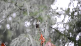 DSC 0247