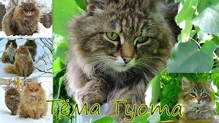 Тёма Tyoma , Siberian Farm cats, Зима и лето , Сибирские Деревенские кошки Тёма Tyoma , Siberian Farm cats, Зима и лето , Сибирские Деревенские кошки