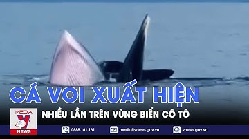 Cá voi xuất hiện nhiều lần trên vùng biển Cô Tô - VNEWS
