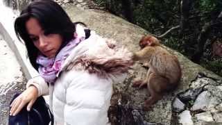 Monkey Business