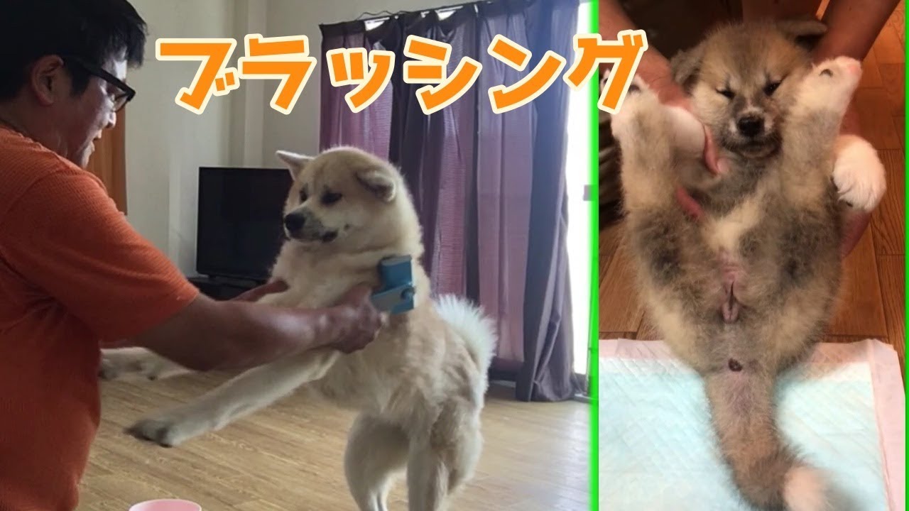 見る癒し。秋田犬らんぷのブラッシング大作戦 Akita dog grooming YouTube