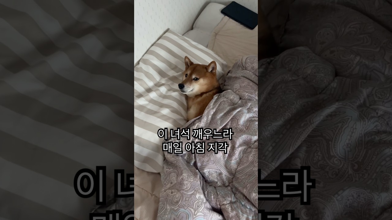 아침마다 전쟁 #강아지 #시바견 #반려견