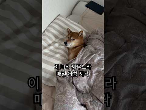 아침마다 전쟁 #강아지 #시바견 #반려견