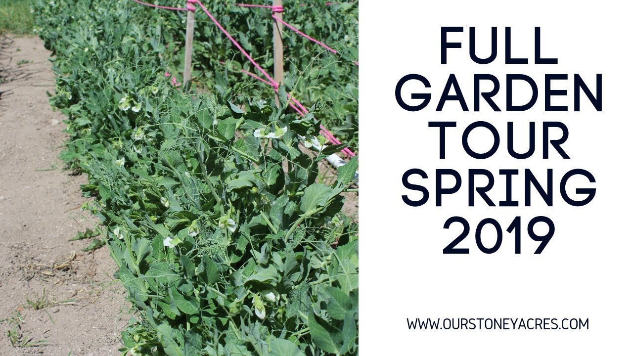 FULL Garden Tour and Harvest | May 2019 - YouTube