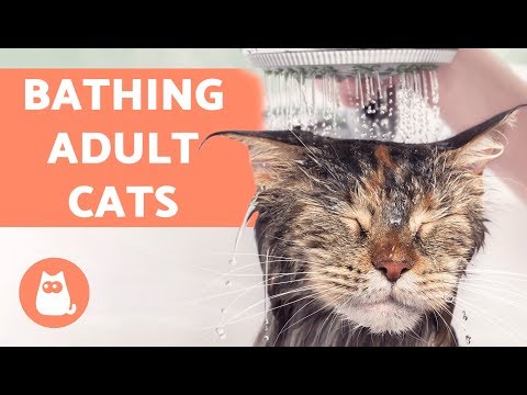 Video: How To Wash A Cat Correctly