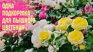 Розы УСЫПАНЫ БУТОНАМИ! Вы ещё не делаете ТАК? А ЗРЯ!