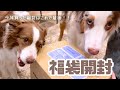 2026年NAAFさんの福袋を開封していくよ🎁🐶✨【ボーダーコリー×オーストラリアンシェパード】
