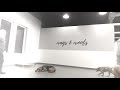 Albany Dog Trainers | Saratoga Dog Trainers | Hound with Off Leash Obedience Albany Dog Trainers | Saratoga Dog Trainers | Hound with Off Leash Obedience